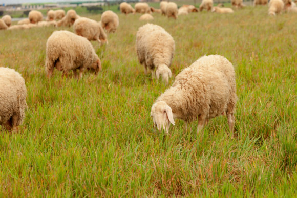 organic-grassfed-halal-lamb