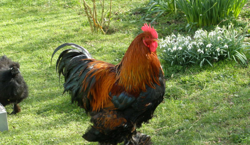 black-copper-maran-eggs-feathered-legs-pure-bred-shipping-ontario