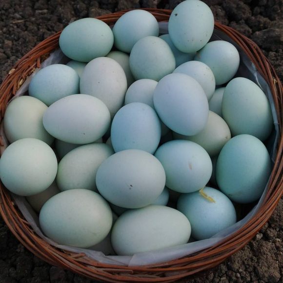 Organic Fertilized Eggs – Blue Egg Layers – Eden Green Farm