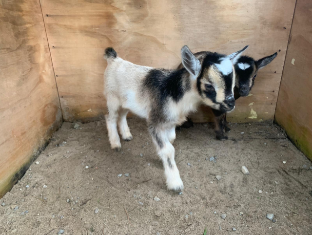 nigerian-dwarf-goat-kids-buckling-doeling-doe-buck-for-sale