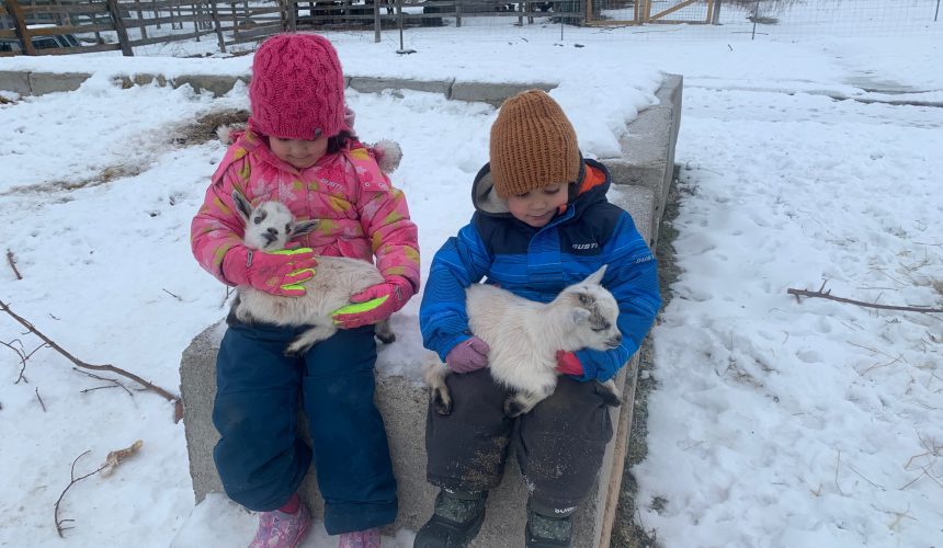 kids-niegerian-dwarf-goats-buckling-doeling