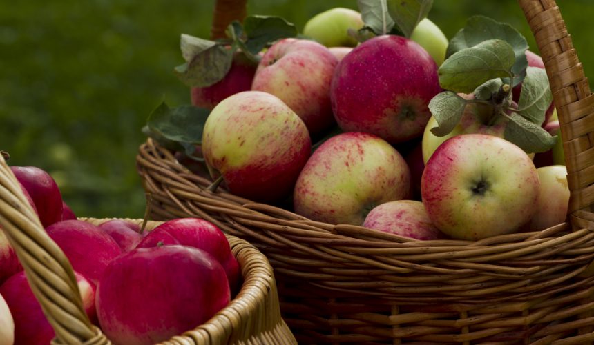 organic-u-pick-apple-ontario-farm