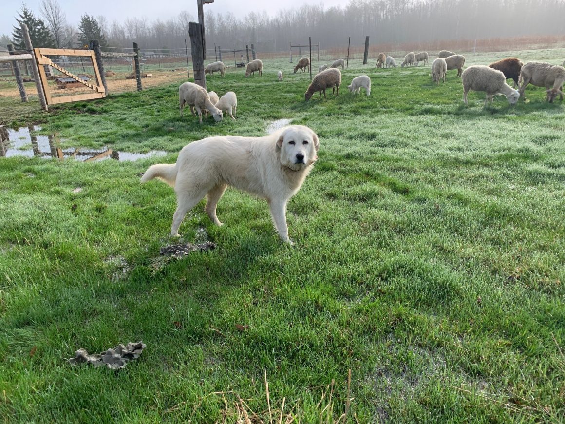 stella-maremma-female-puppy-breeder-barrie