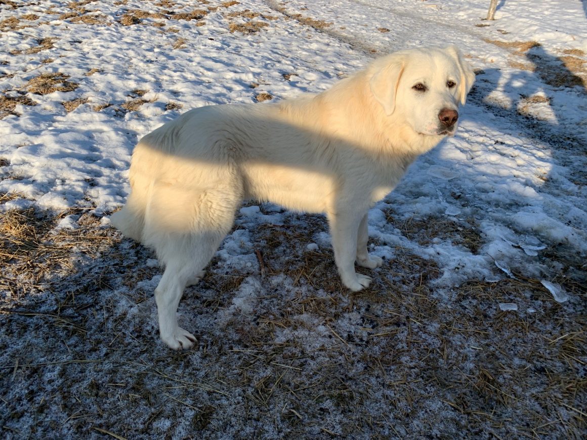 sunny-maremma-livestock-guardian-dog-pups-breeder-male