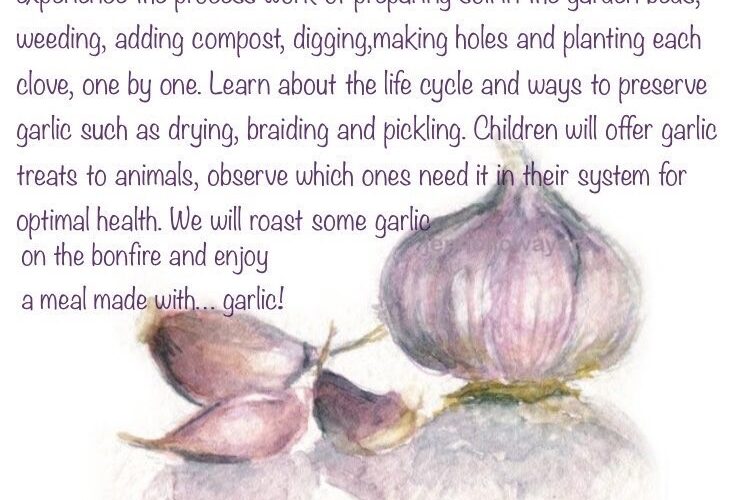 Garlic Planting kids activity