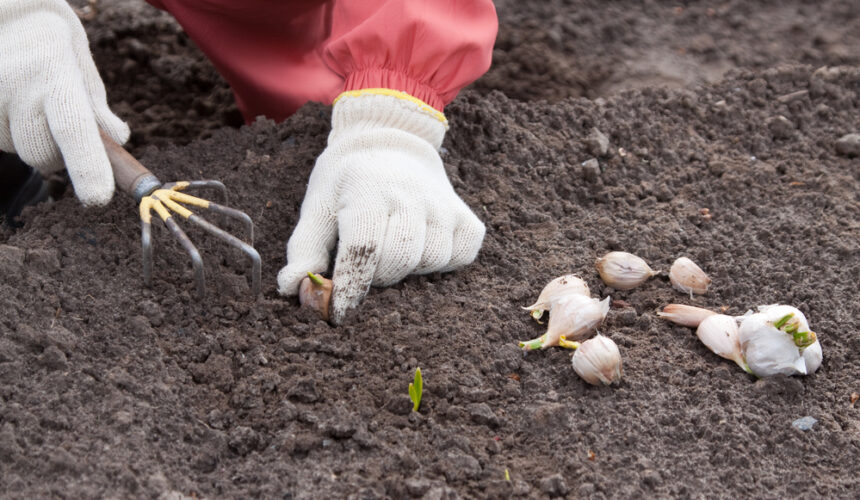 garlic planting events with kids