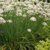 Organic Garlic Chives