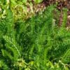Organic-Yarrow-seedling-Nosebleed-buy-yarrow