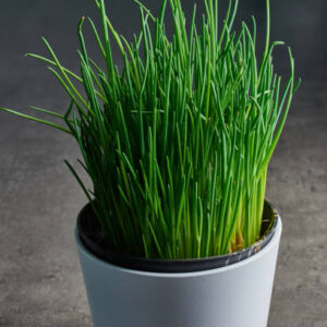 galic-chives-potted-organic-sale