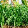 garlic-chives-organic-potted-plant-for-sale