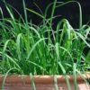 organic-garlic-chives-for-sale