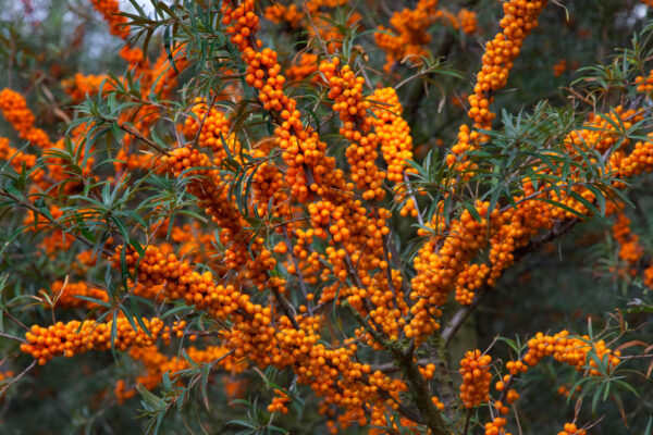 Sea Buckthorn Tree Lord Male and Female